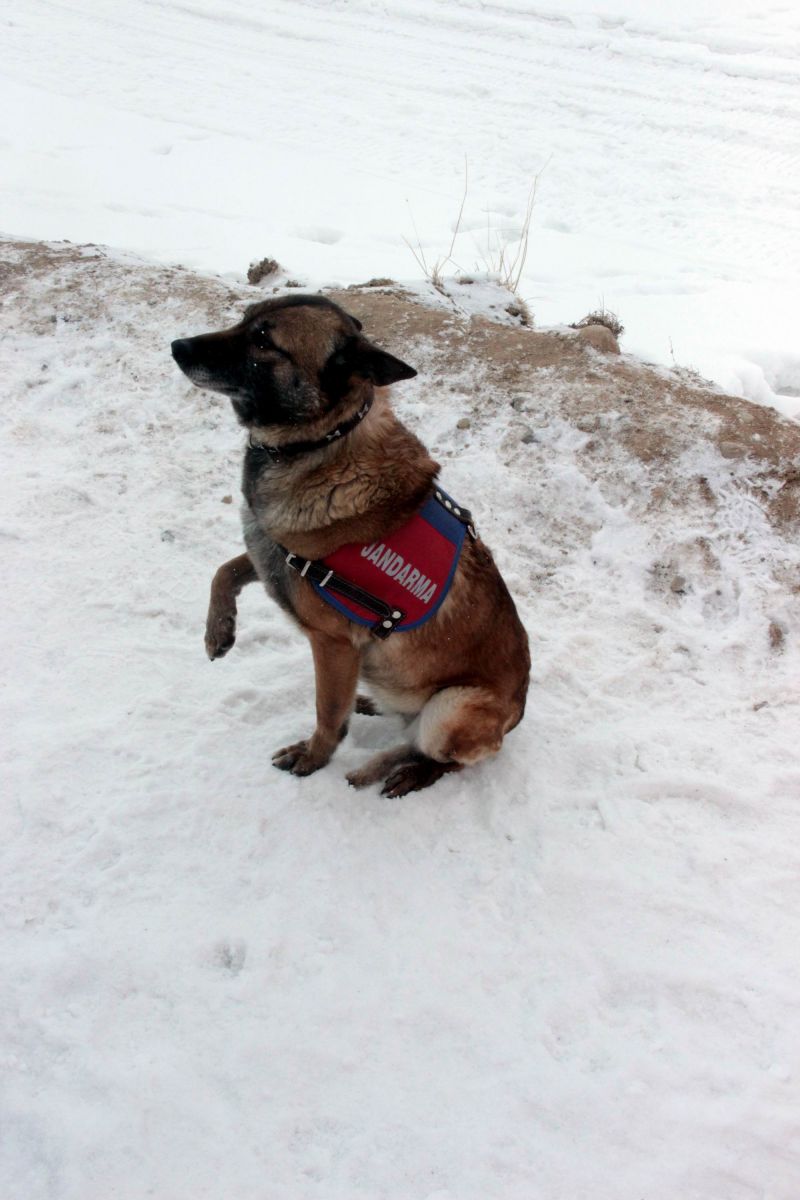 Göçük altında kalanların umudu 'Ferda'