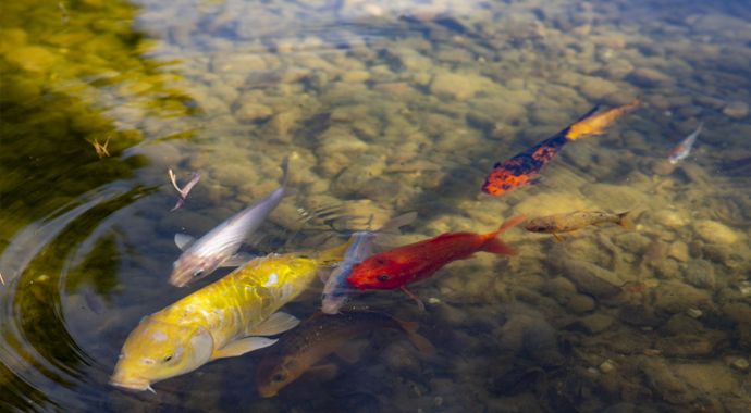 Ziyaretçilerin ilgi odağı: Bozkırın ortasında Japon Bahçesi