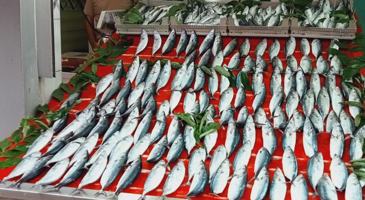 Palamut bolluğu balıkçıların yüzünü güldürdü! Tanesi 30 liradan tezgahlarda