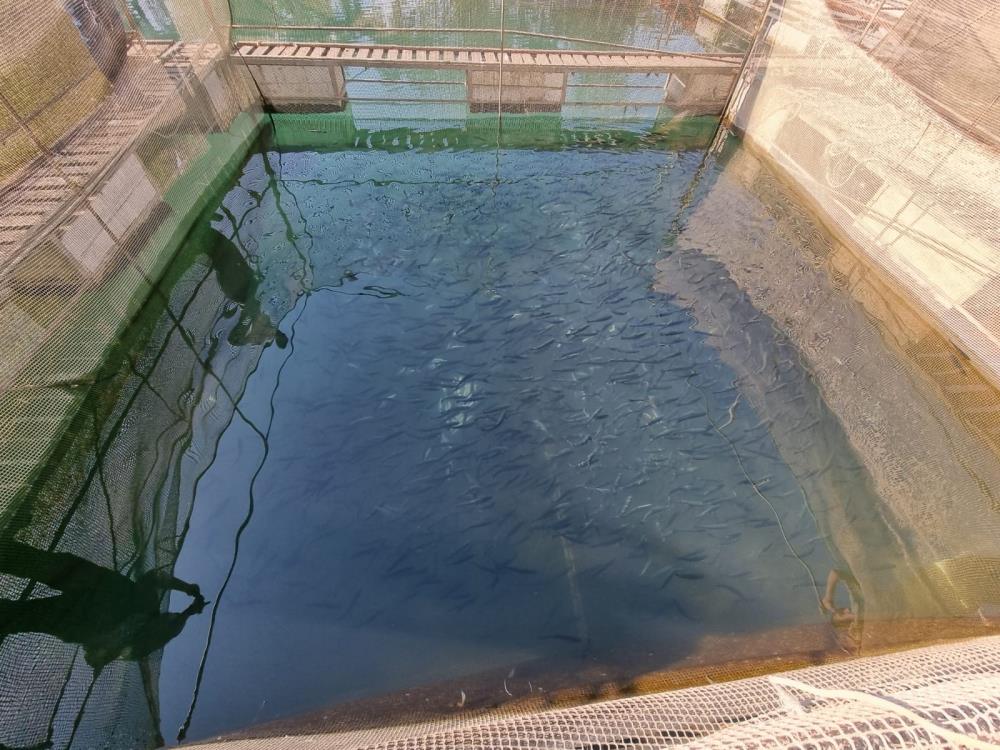 Balık çiftliğinde 13 bin alabalık telef oldu