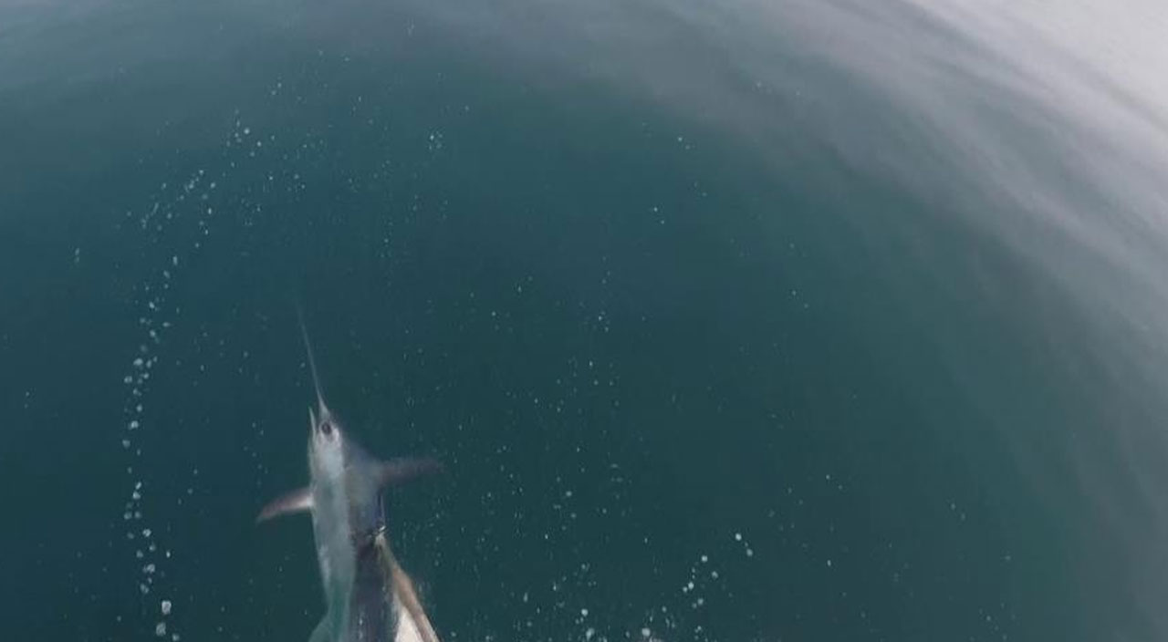 Yunanlılara kafa tutan Türk balıkçıdan nefes kesen av! Kameraya anbean yansıdı