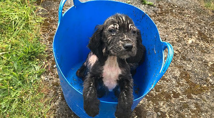 Çöpte bulunan köpek, eğitilerek narkotik köpeği oldu