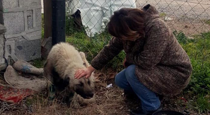 Otomobillerine bağladıkları köpeklerini sürükleyen iki sürücüye ceza! Otomobillerine bağladıkları köpeklerini sürükleyen iki sürücüye ceza!
