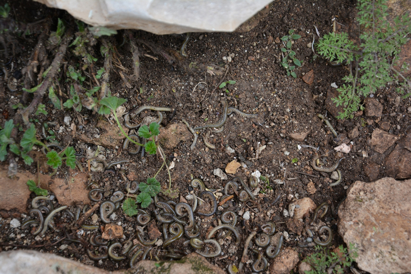 Köylerini kırkayaklar bastı!