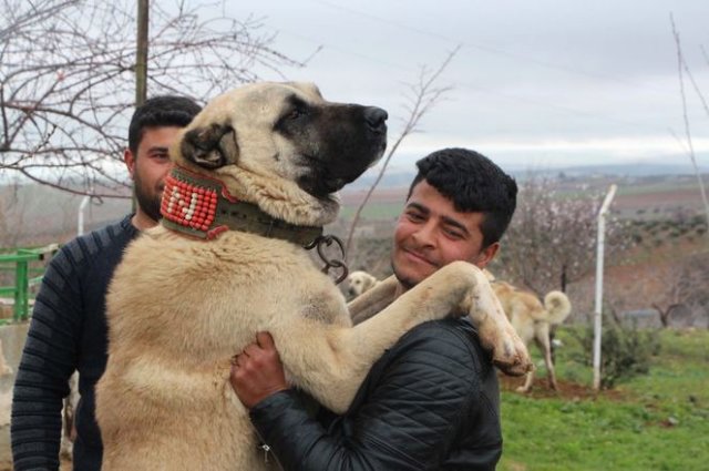 'Guregh' köpekleri, otomobil fiyatına satılıyor
