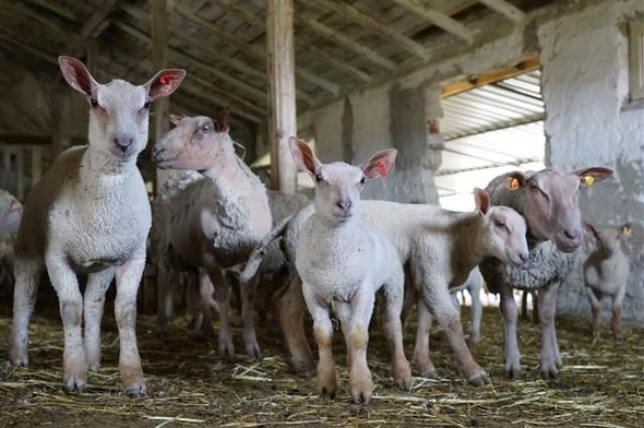 Kütahya'da Fransız koyunuyla et verimini üçe katlayacaklar