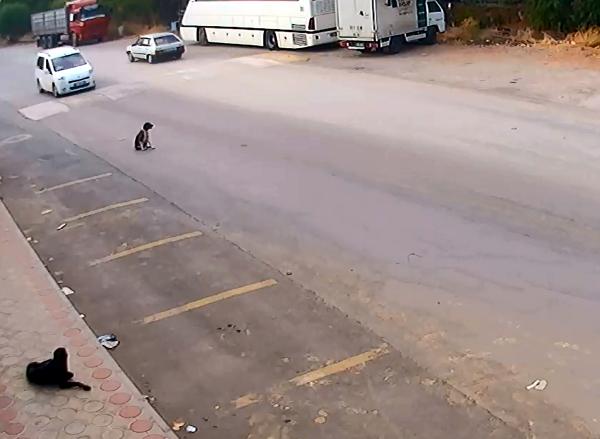 Bilerek köpeği ezip kaçtı