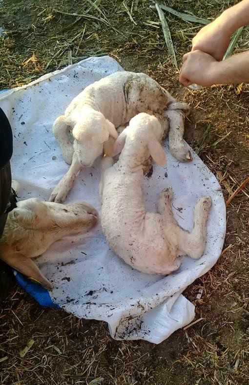 Koyuna sezaryenle doğum