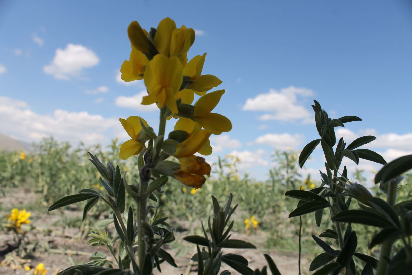 Bu çiçeği koparmanın cezası 60 bin lira