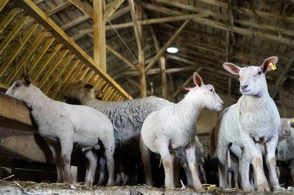 Kütahya'da Fransız koyunuyla et verimini üçe katlayacaklar