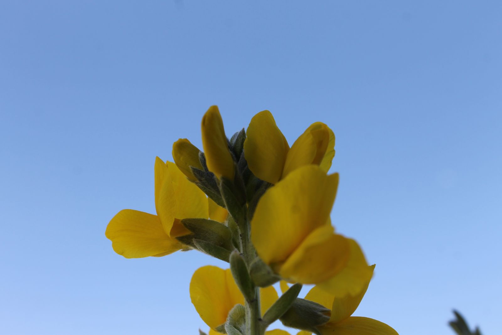 Bu çiçeği koparmanın cezası 60 bin lira