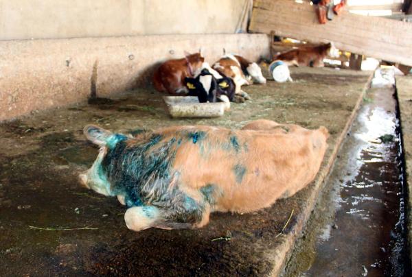 Sokak köpeklerinin saldırdığı 3 buzağı telef oldu