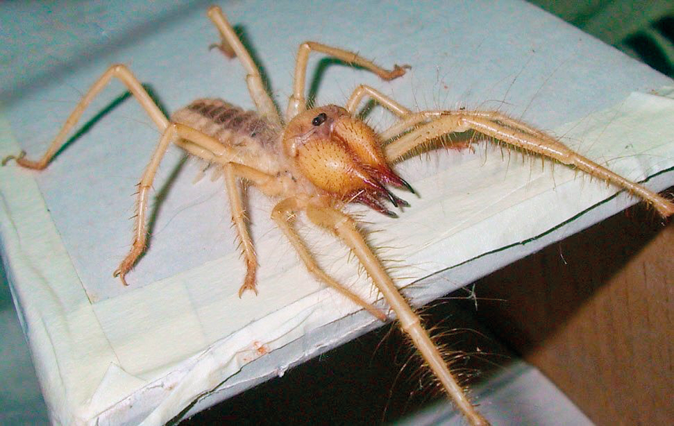 Kayseri’de et yiyen örümcek paniği