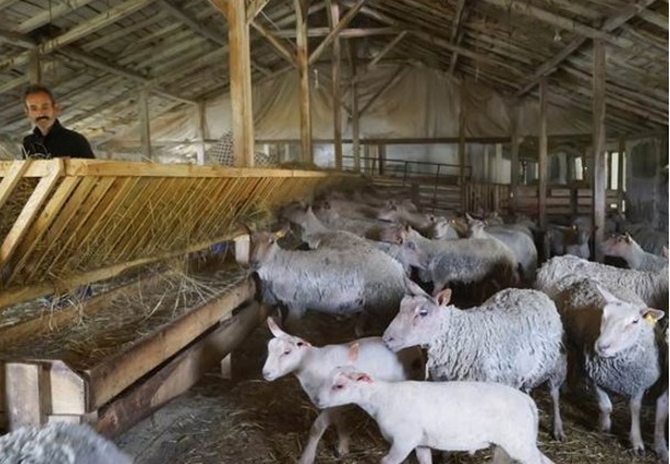 Kütahya'da Fransız koyunuyla et verimini üçe katlayacaklar