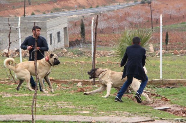 'Guregh' köpekleri, otomobil fiyatına satılıyor