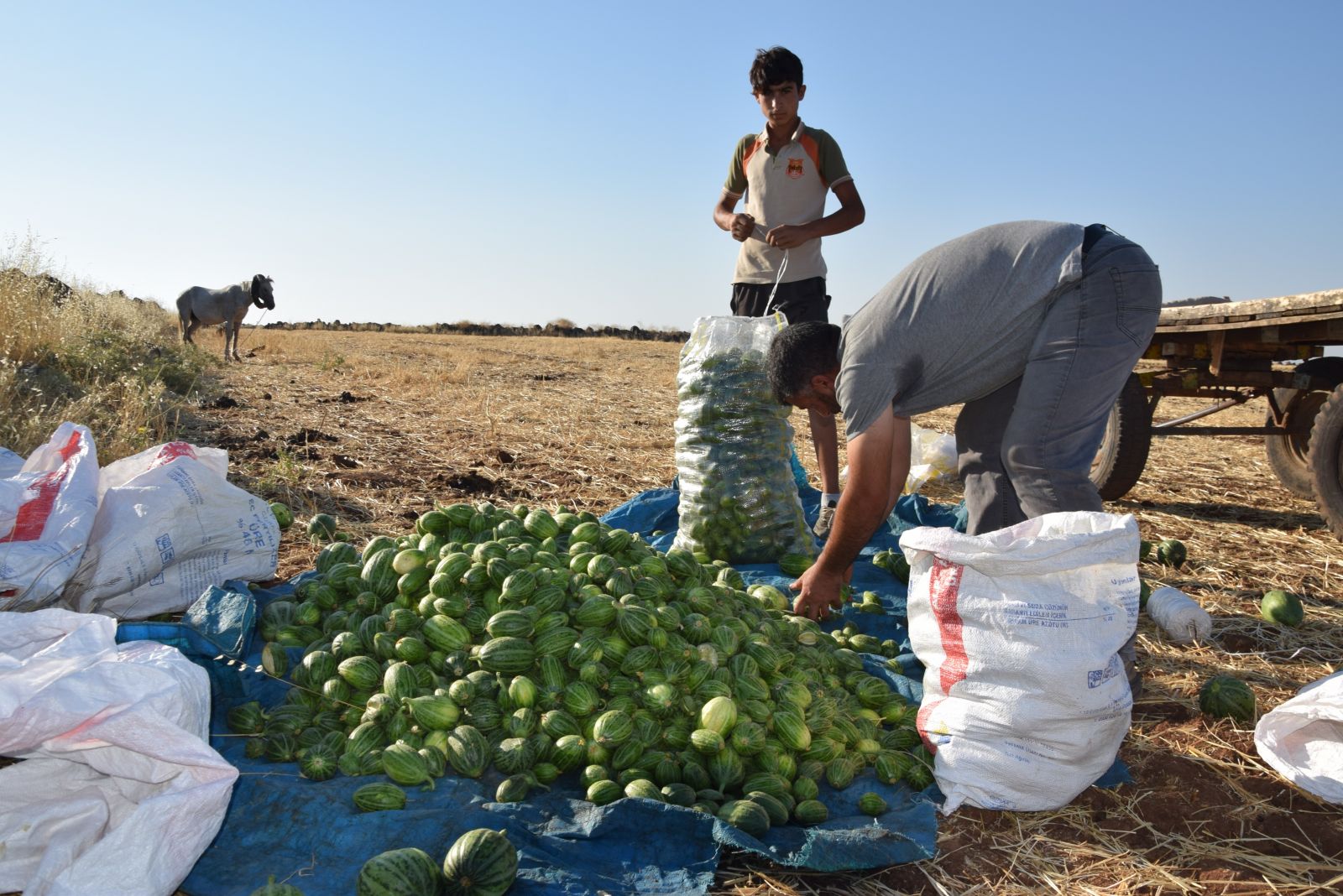 Dışı karpuza, içi kavuna, tadı salatalığa benziyor