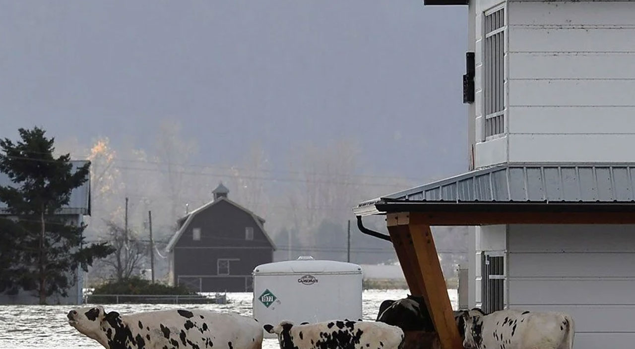 Kanada’da sel felaketi: Mahsur kalan inekler jet ski ile kurtarıldı