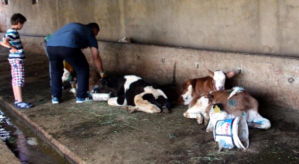 Sokak köpeklerinin saldırdığı 3 buzağı telef oldu