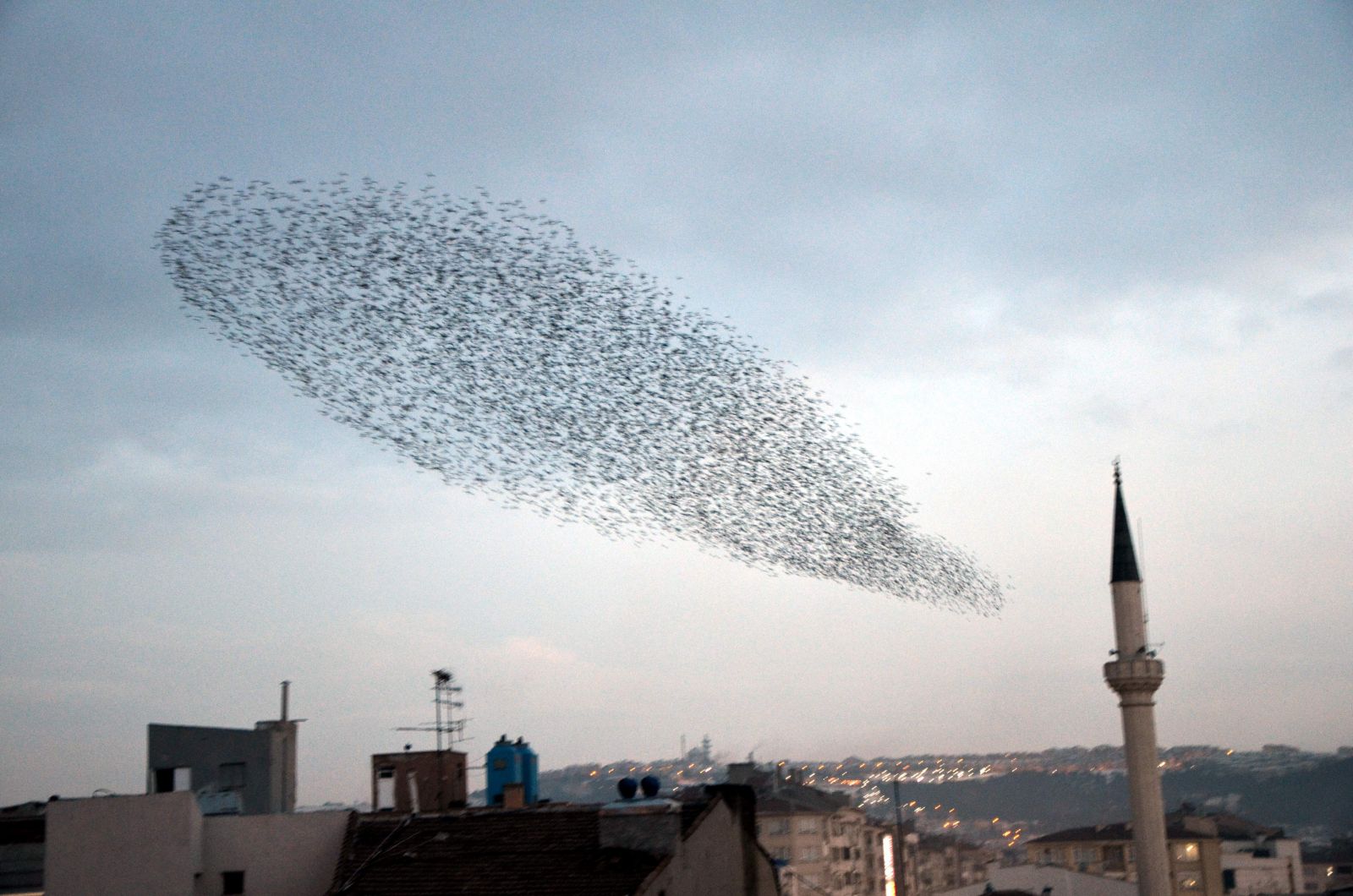 Sığırcık kuşlarının dansı görenleri hayran bıraktı