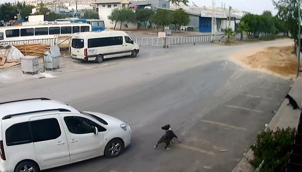 Bilerek köpeği ezip kaçtı