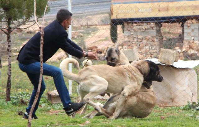 'Guregh' köpekleri, otomobil fiyatına satılıyor
