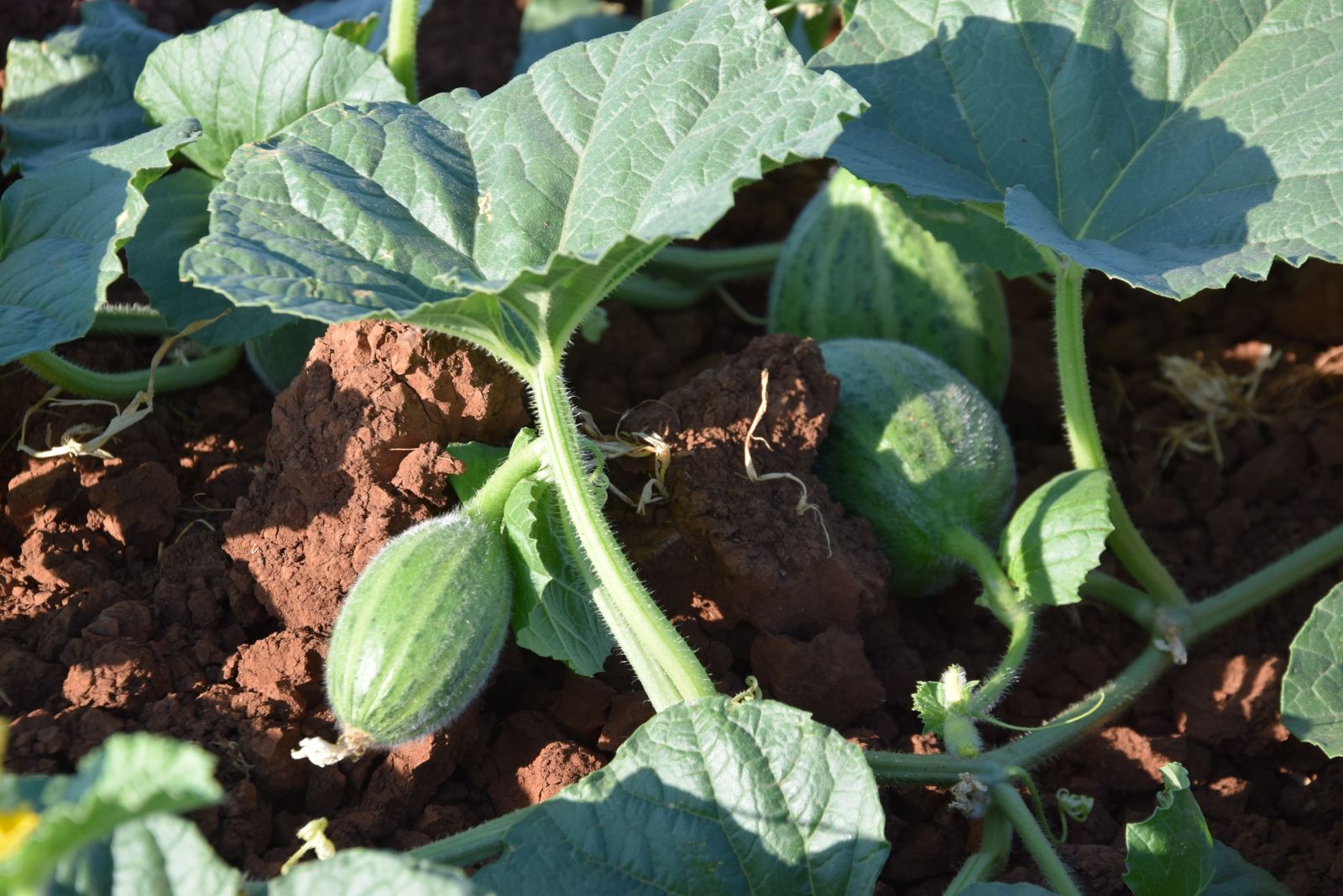 Dışı karpuza, içi kavuna, tadı salatalığa benziyor