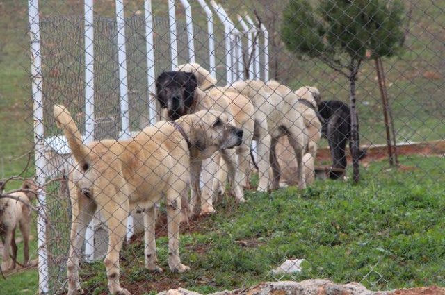 'Guregh' köpekleri, otomobil fiyatına satılıyor