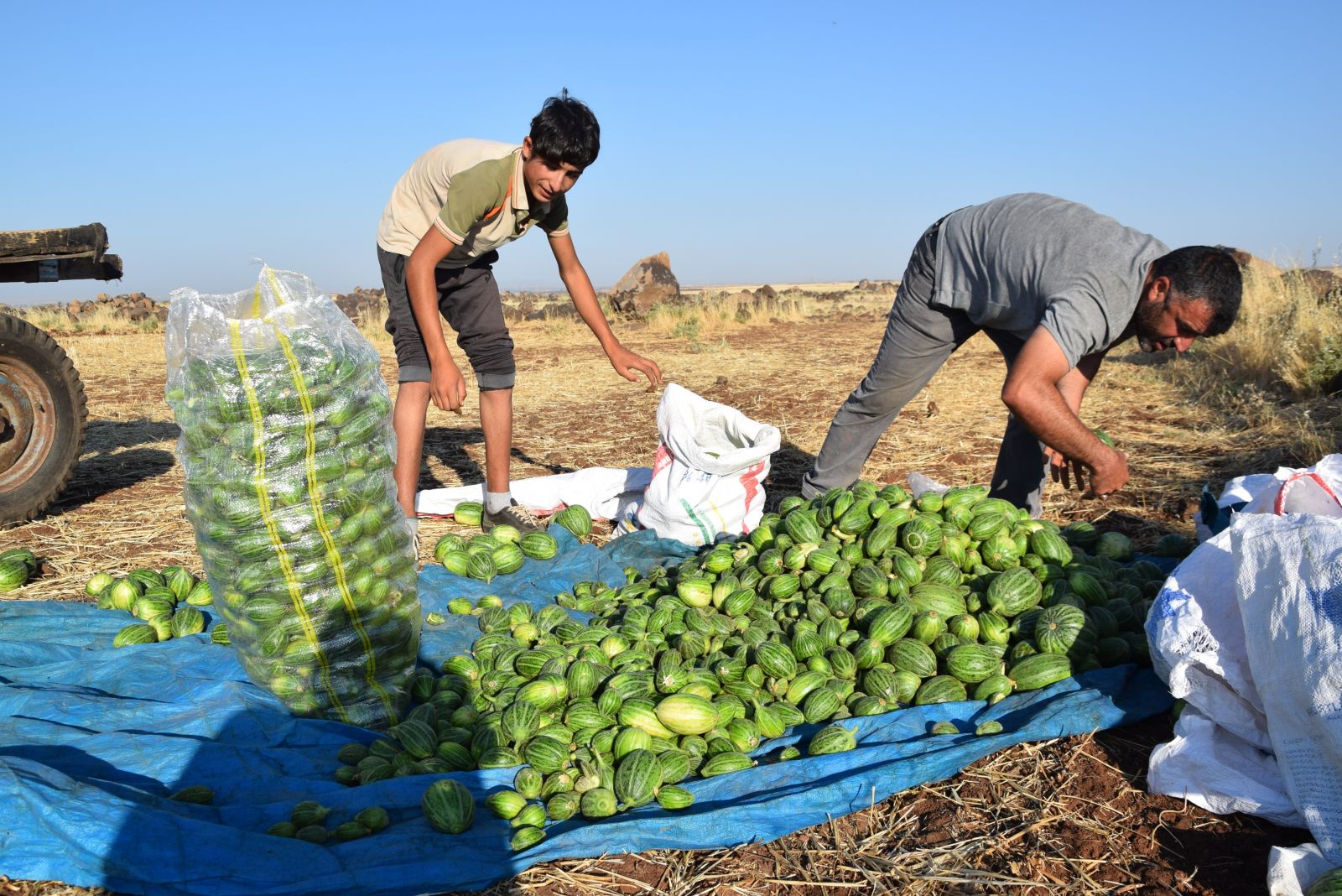 Dışı karpuza, içi kavuna, tadı salatalığa benziyor