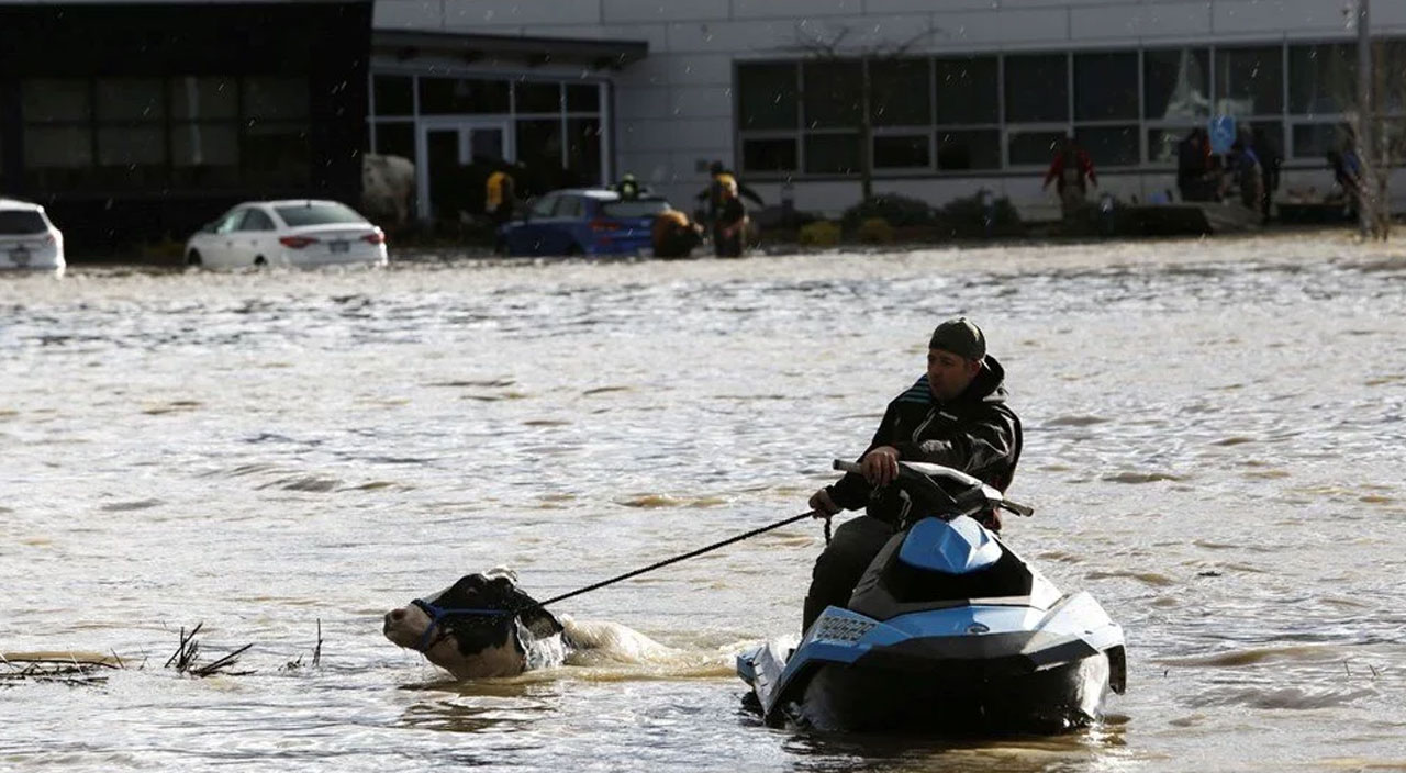 Kanada’da sel felaketi: Mahsur kalan inekler jet ski ile kurtarıldı