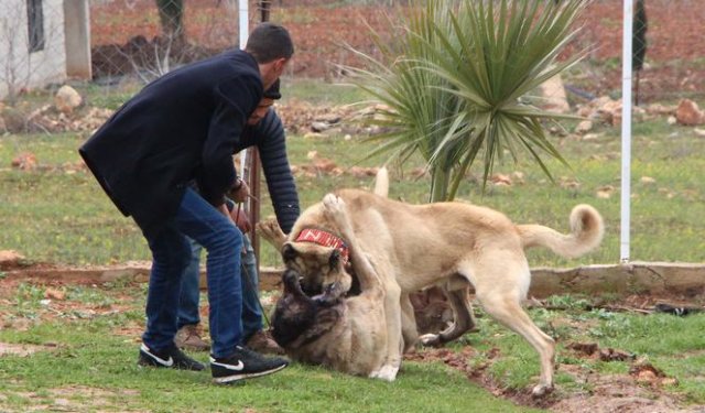 'Guregh' köpekleri, otomobil fiyatına satılıyor