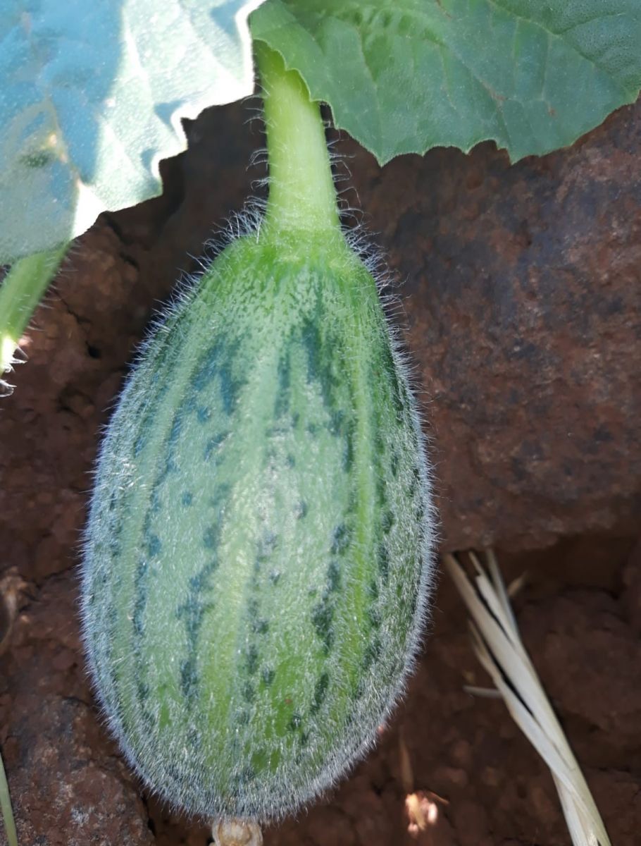 Dışı karpuza, içi kavuna, tadı salatalığa benziyor