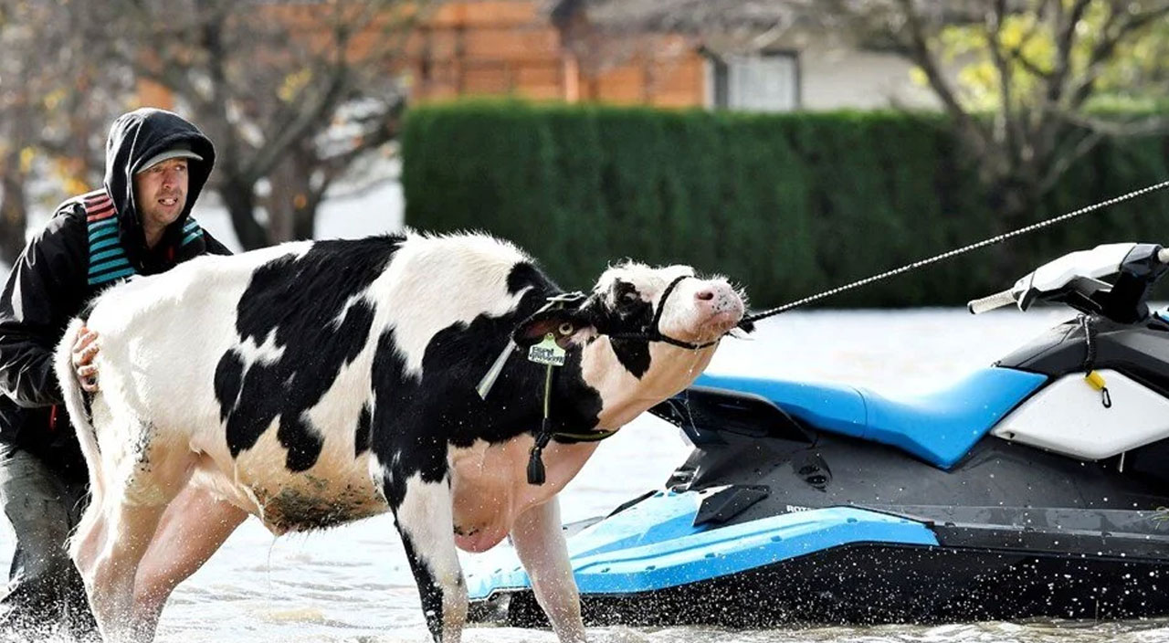 Kanada’da sel felaketi: Mahsur kalan inekler jet ski ile kurtarıldı