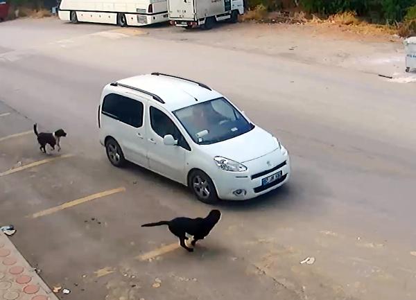 Bilerek köpeği ezip kaçtı