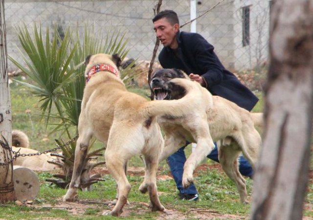 'Guregh' köpekleri, otomobil fiyatına satılıyor
