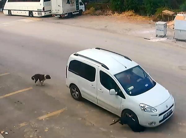Bilerek köpeği ezip kaçtı