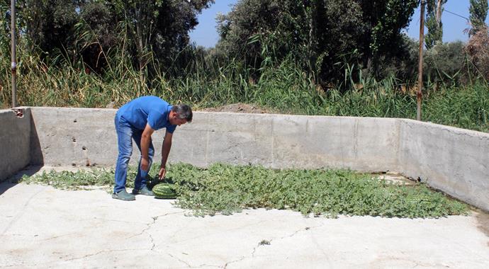 İzmir'de beton çatlaklardan karpuz çıktı!