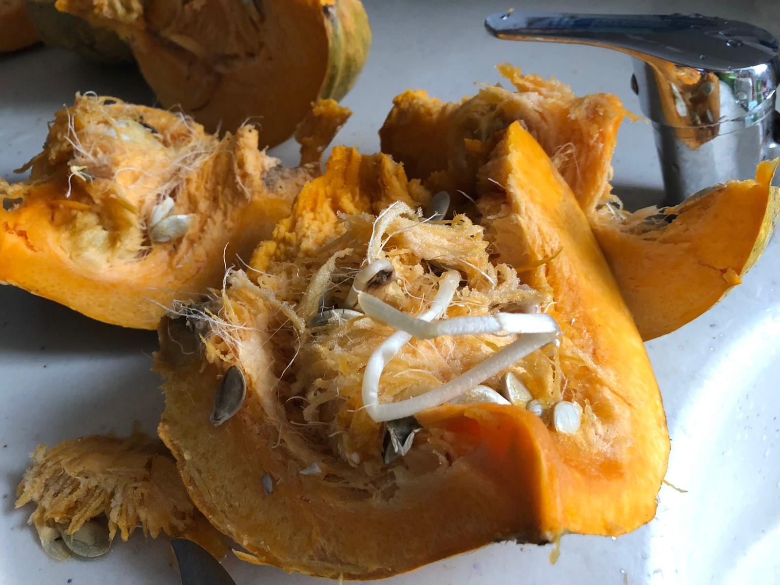 Bu kabak görenleri şaşırttı