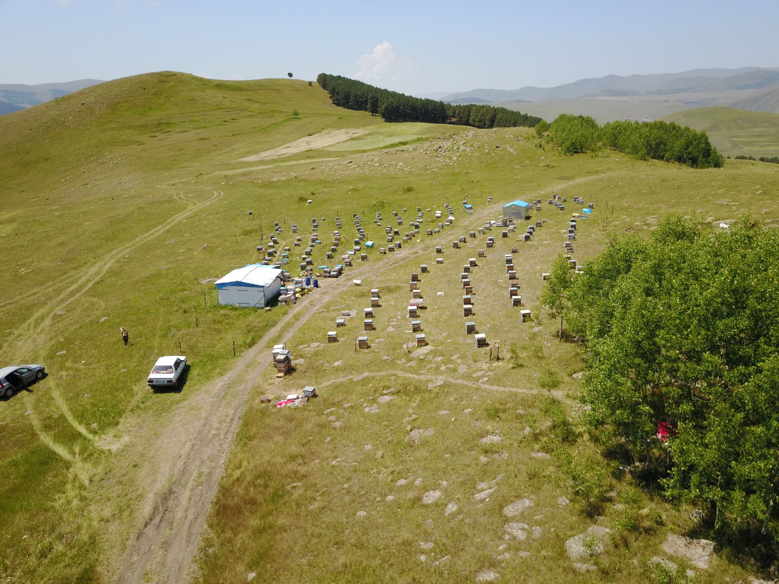 'Kafkas Balı'nın kalitesinin sırrı arının dilinde