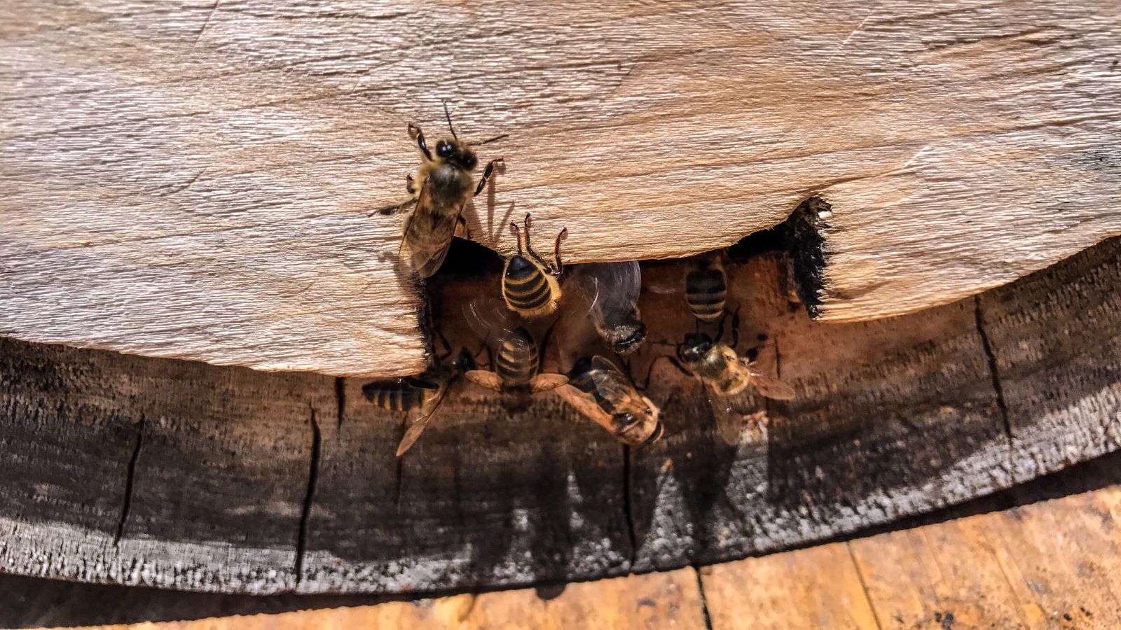 'Kafkas Balı'nın kalitesinin sırrı arının dilinde