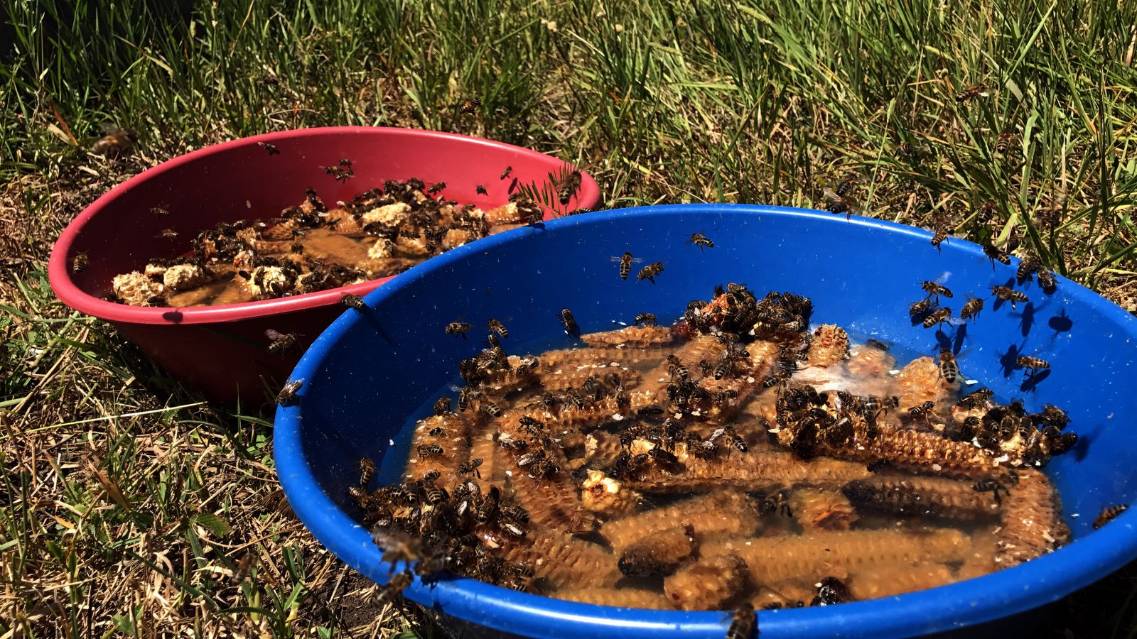 'Kafkas Balı'nın kalitesinin sırrı arının dilinde