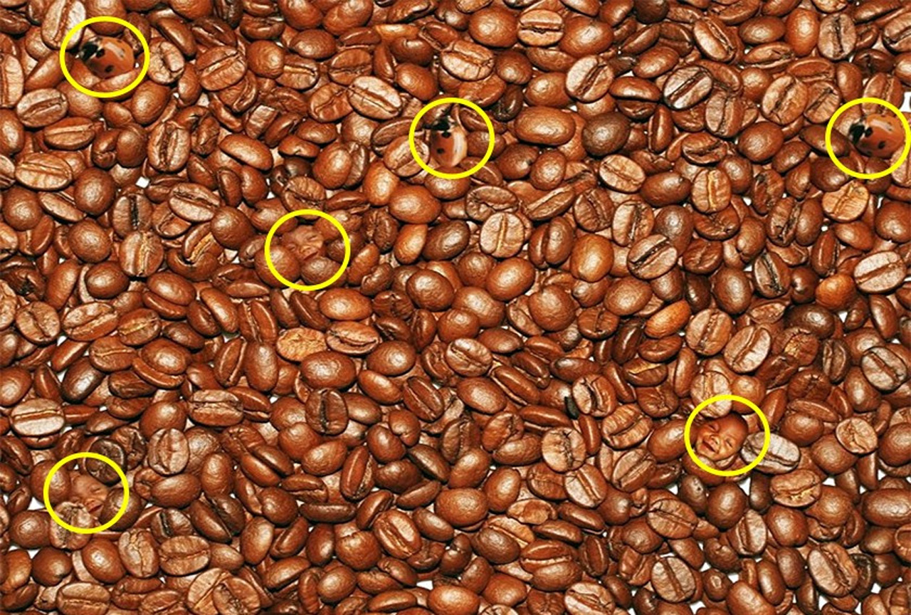 Beyin yakan illüzyon testi: Resimde kaç bebek yüzü ve uğur böceği var? Bulmak dikkat gerektiriyor, doğruyu bilen kişi sayısı çok az