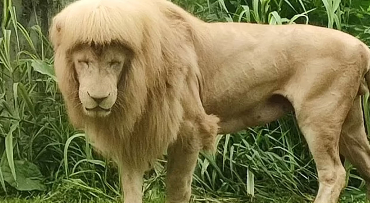 Kaküllerini gören şaşırıyor: Farkında olmadan kendine yeni bir tarz yaptı