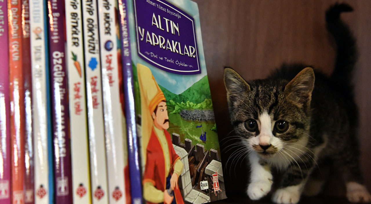 Bursa'da açılan kıraathanenin asıl sahipleri: Kediler