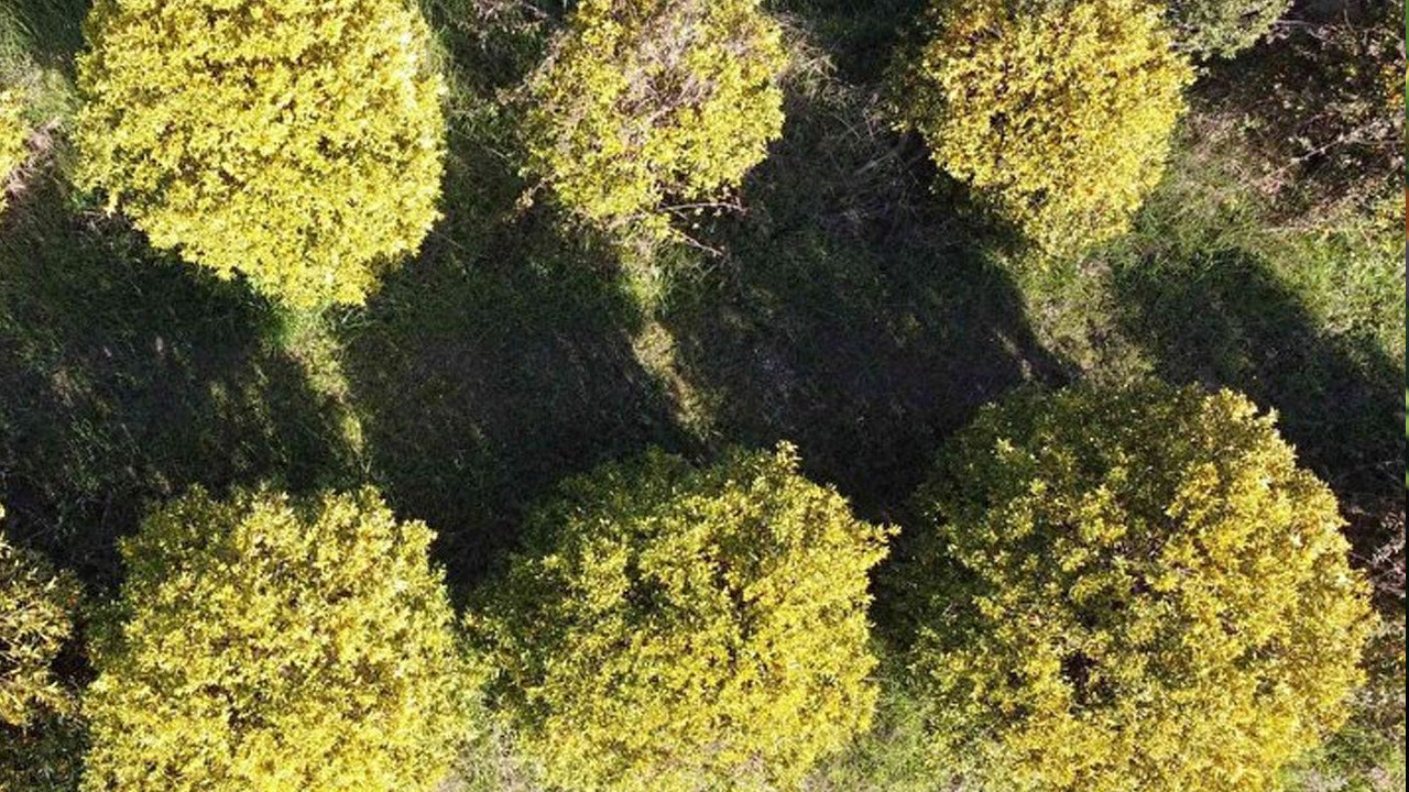 İtalyanlar Türkiye'deki meyveye talip oldu: Dünyada sayılı ülkede yetiştiriliyor