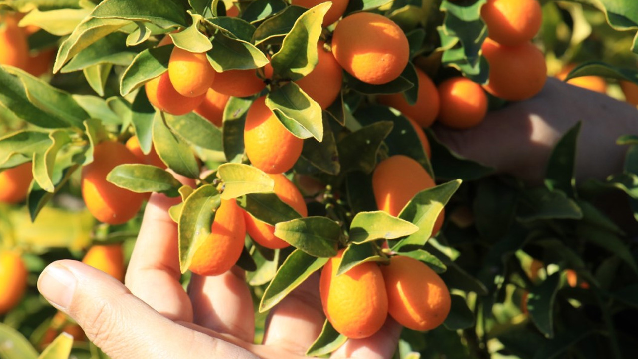İtalyanlar Türkiye'deki meyveye talip oldu: Dünyada sayılı ülkede yetiştiriliyor