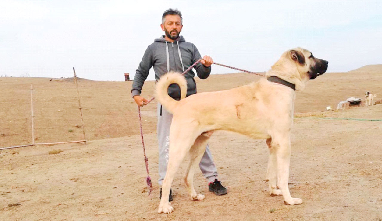 Yerli ırk yetiştiricileri: Bizimki asil köpek, pitbull silah