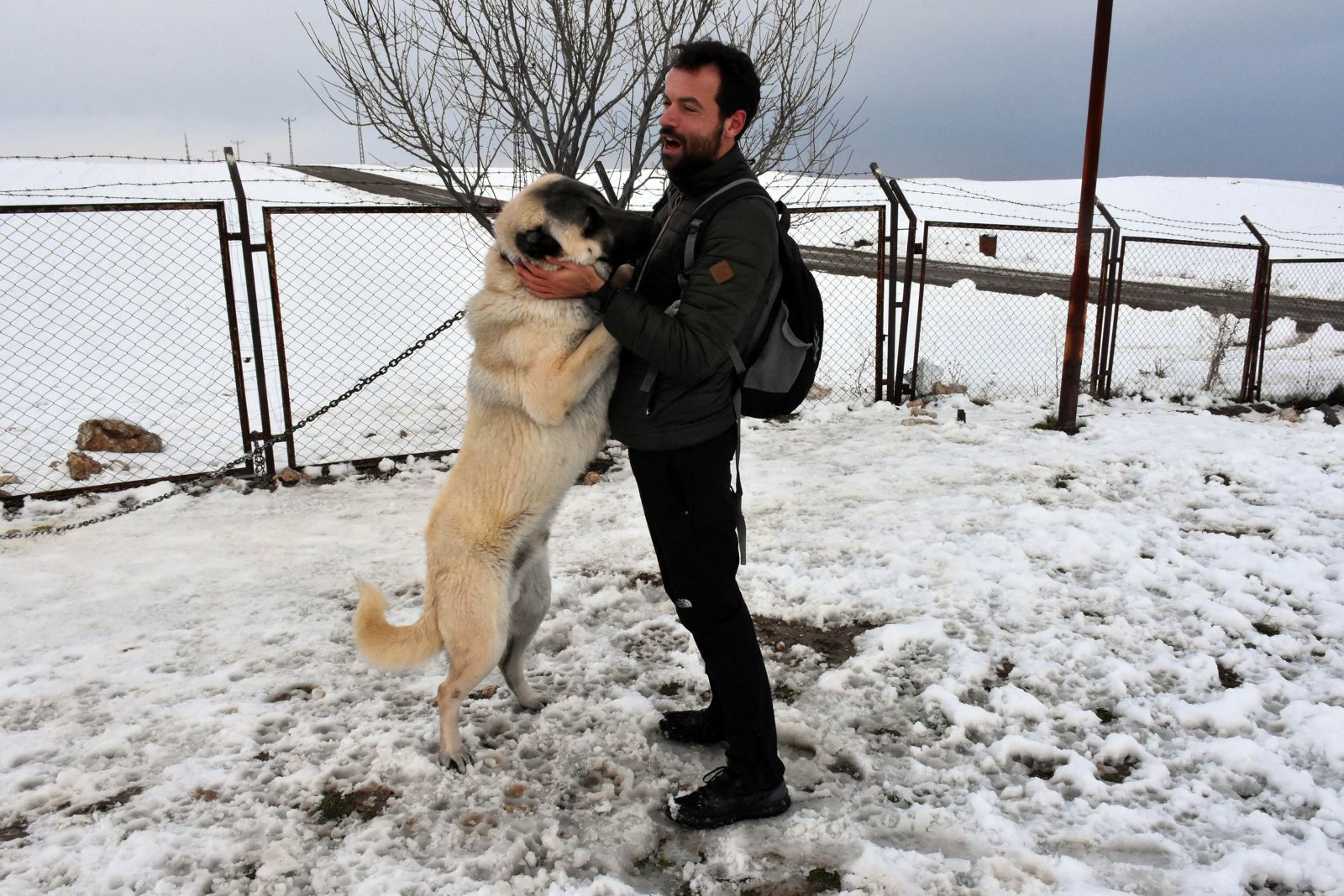 'Kurtlar İtalya'ya ele geçirdi, çare Kangallar'