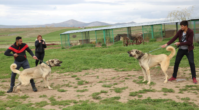 Çakma Kangallara dikkat