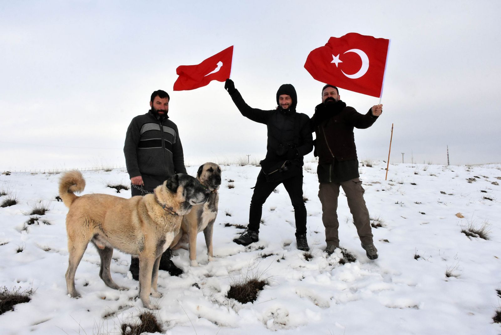 'Kurtlar İtalya'ya ele geçirdi, çare Kangallar'