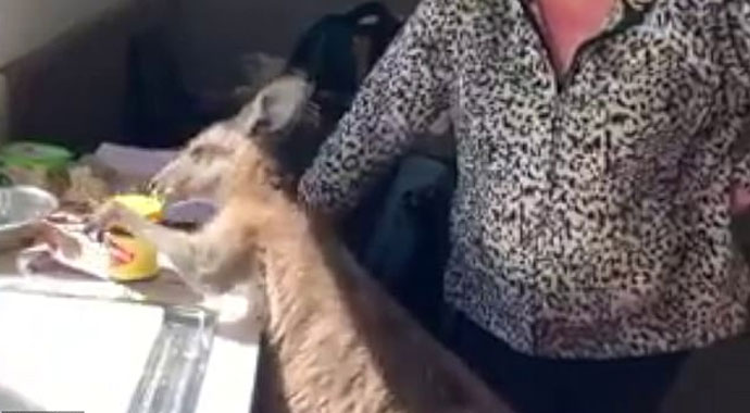 Kanguru eve girerek mutfakta yiyecek aradı